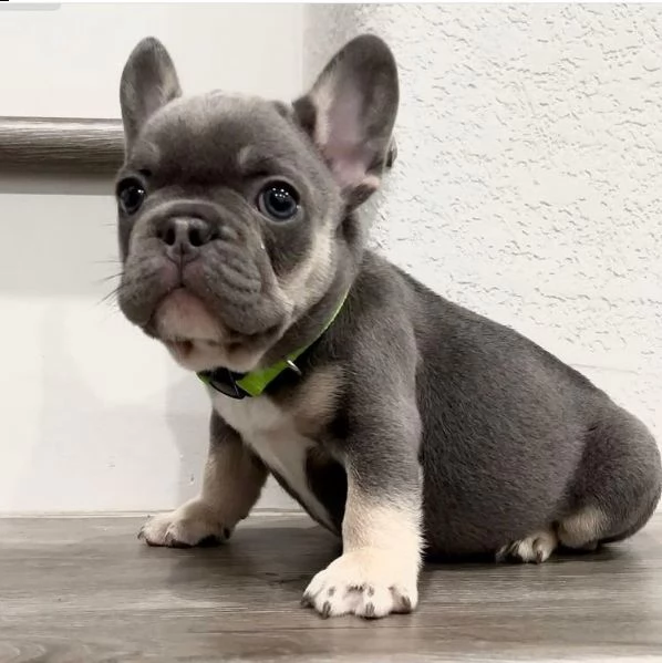 regalo regalo cucciolo bulldog francese