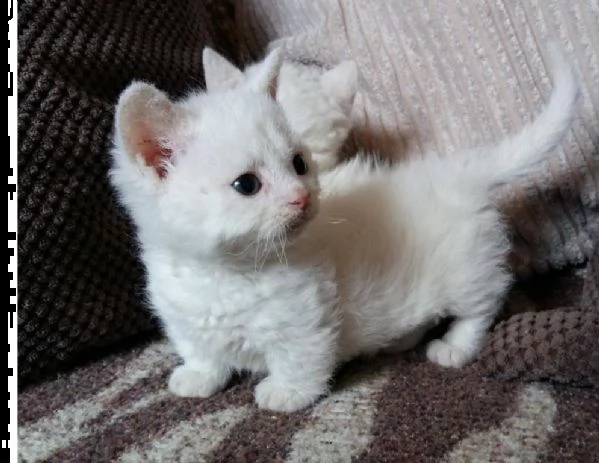 bianca gattina munchkin