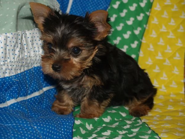 splendidi cuccioli di razza yorkshire | Foto 0