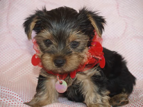 splendidi cuccioli di razza yorkshire