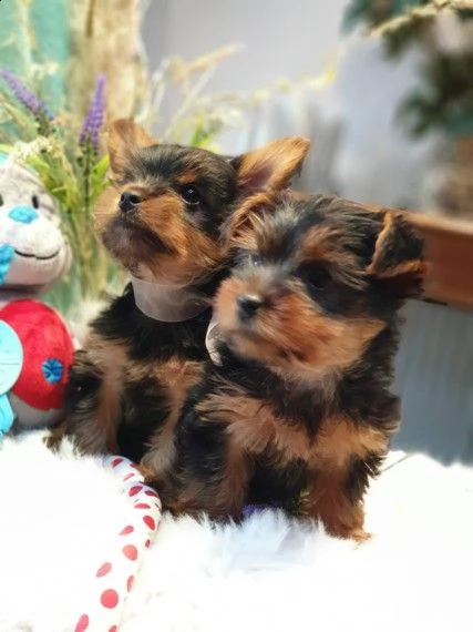 regarlo yorkshire cuccioli bellissima cucciolata cerca nuova famiglia, 4 maschi e 3 femmina, 60 gg, 