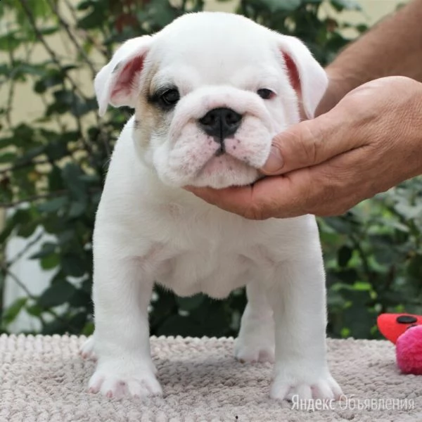 regalo di razza pura regalo bulldog inglese regalo cucciolo