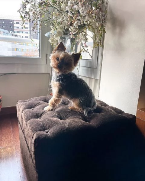 regalo cucciolo regalo abbiamo avere amorevole yorkie cuccioli per l'adozione abbiamo avere yorkie a