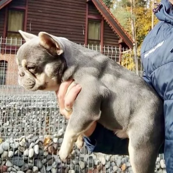 afsff regalo cucciolo bulldog francese