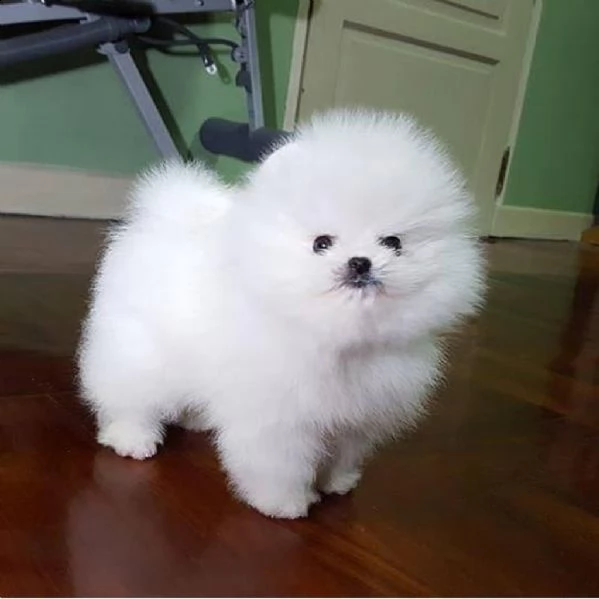 regalo cucciolo regalo pomerania mini giocattolo
