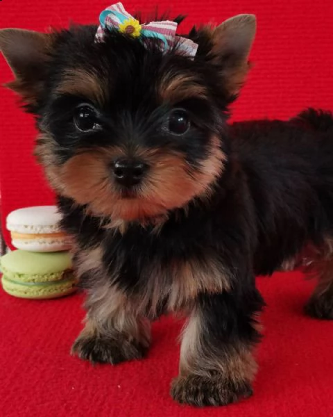 regalo shih-tzu  toy