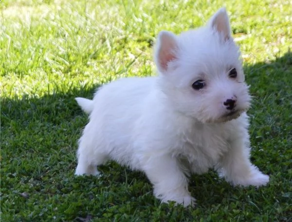  regalo adorabili cuccioli  west highland terrier bianco femminucce e maschietti disponibili