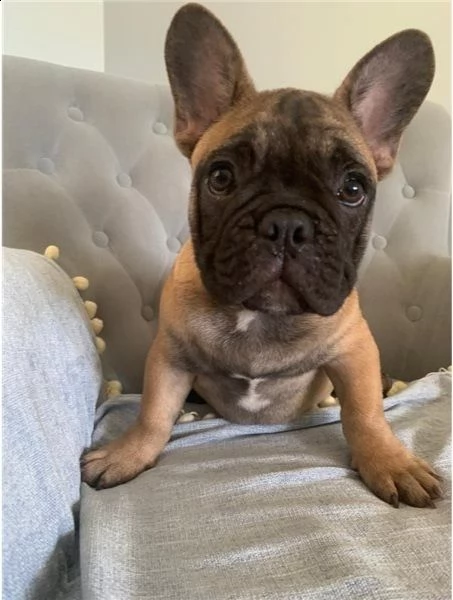 cuccioli di bulldog francese per l'adozione