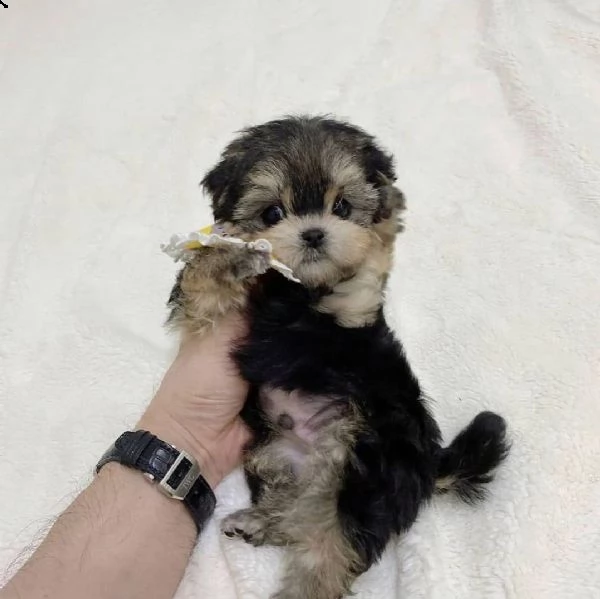  regalo bellissimi cuccioli allevati shih-tzu, colore bianco e nero.