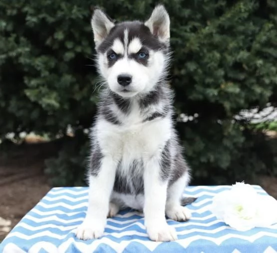 husky siberiano cuccioli per l'adozione