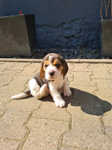 bellissimi cuccioli di beagle sia maschio che femmina