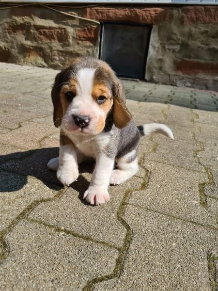bellissimi cuccioli di beagle sia maschio che femmina | Foto 0