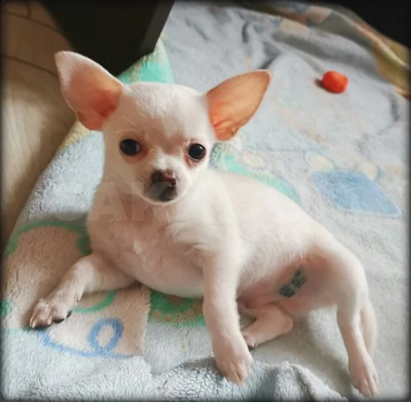 dsdscc  regalo cucciolo regalo cuccioli di chihuahua