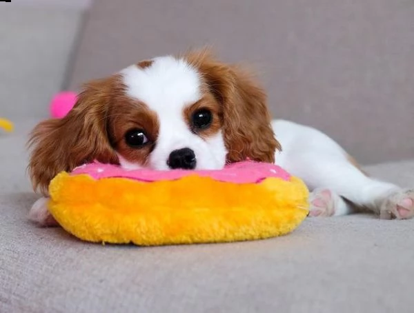 regalo cavalier king