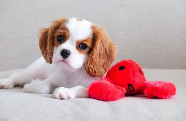 regalo cavalier king | Foto 0