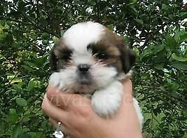 cuccioletto di york shire e shitzu 