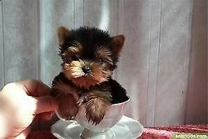  cuccioletto di yorkshire mini toy 