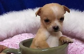 cuccioletto di pincher chuwawa 