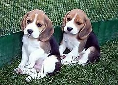 cuccioletto di di beagle buonissimi