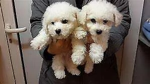  cuccioletto di bichon frisè 