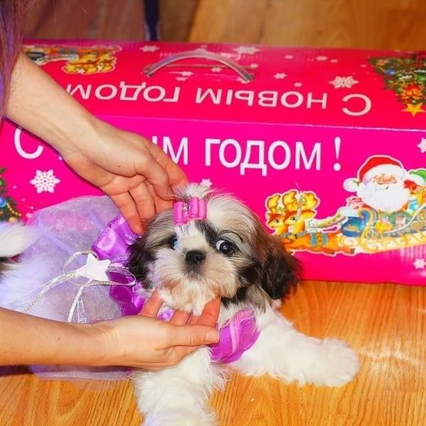 cuccioli shitzu maschi femmine