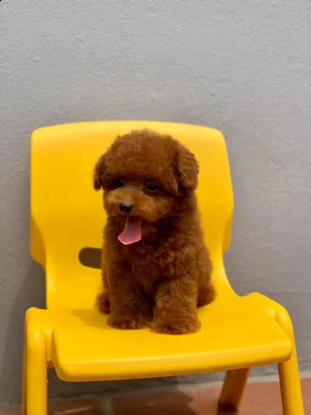 due cuccioli di barboncina toy  | Foto 0