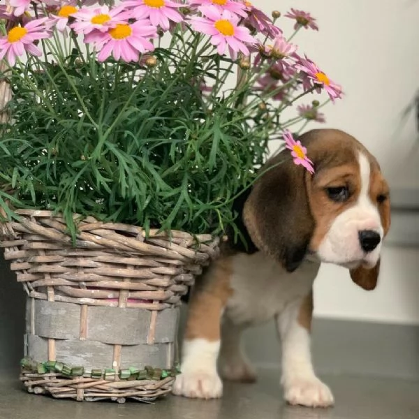 bellissimi cuccioli di beagle