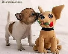 cuccioletto di chihuahua pincher 