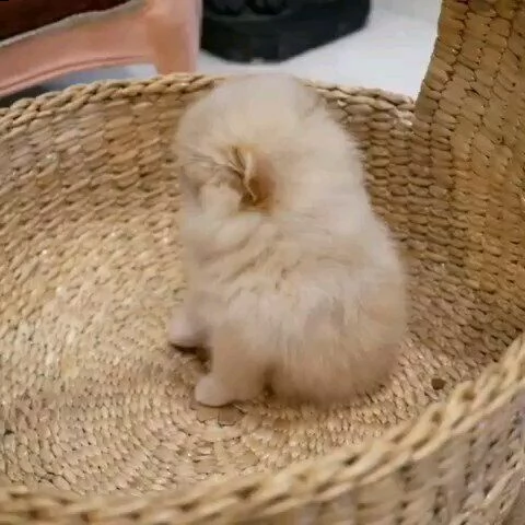 cuccioli di spitz pomerania toy