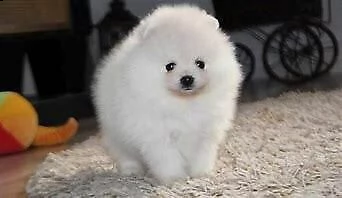 cucciolo di volpino della pomerania 