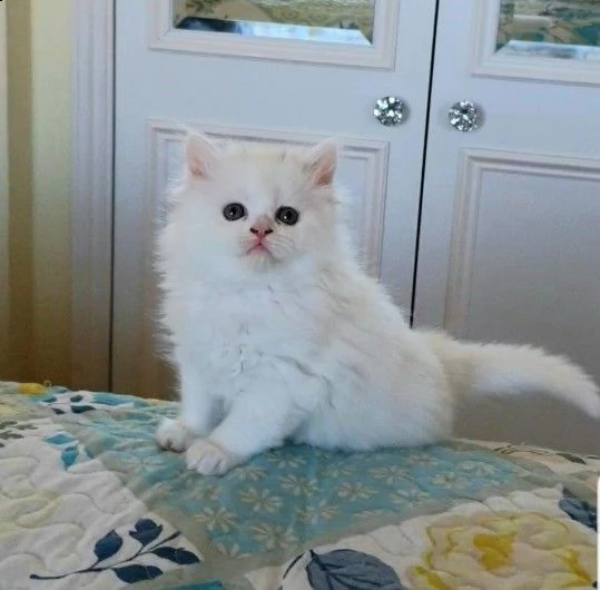 munchkin gattini con ottima struttura