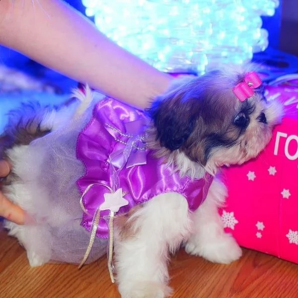 due cuccioli di shihtzu toy | Foto 0