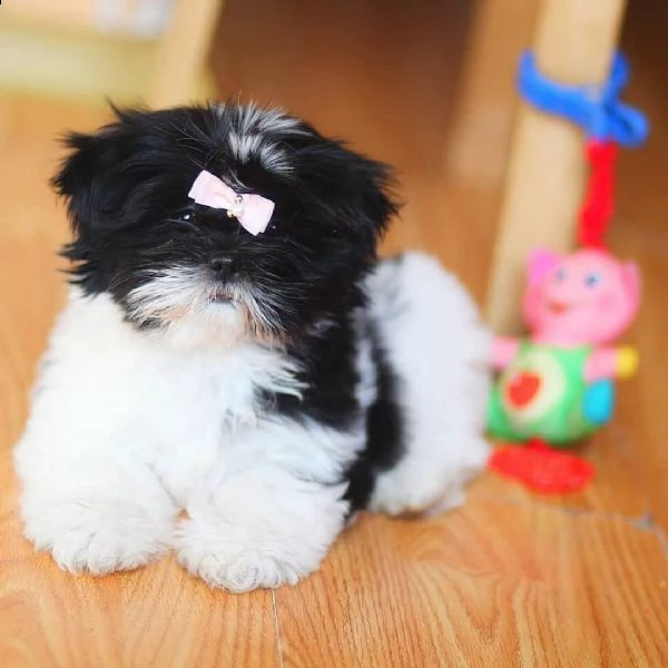 due cuccioli di shihtzu toy