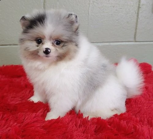 regalo volpino pomerania cuccioli 
