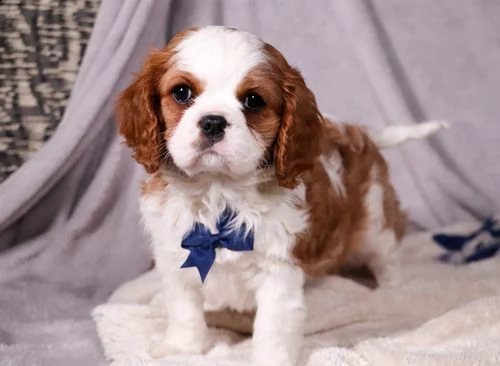 cuccioli di cavalier king  femminucce e maschietti disponibili per l'adozione gratuita