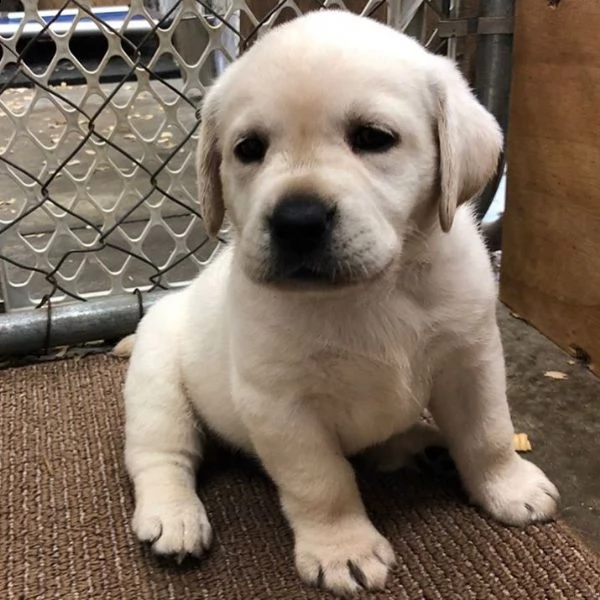 simpatici cuccioli di labrador retriever in adozione | Foto 2