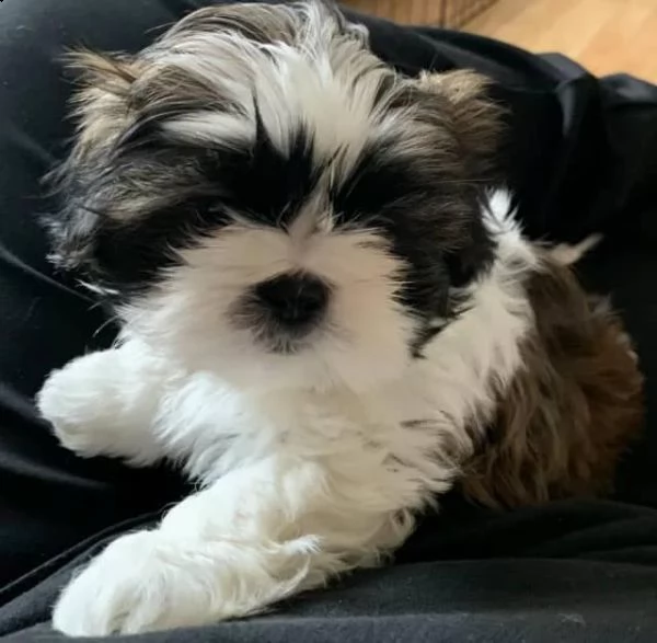 dolci cuccioli di shih tzu maschi e femmine