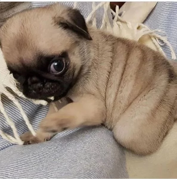 simpatico regalo di cuccioli di carlino