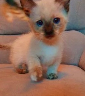 ultimi prenotazione munchkin gattini