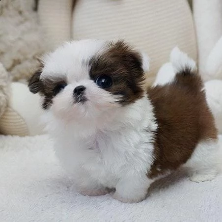 cuccioli shitzu maschi femmine