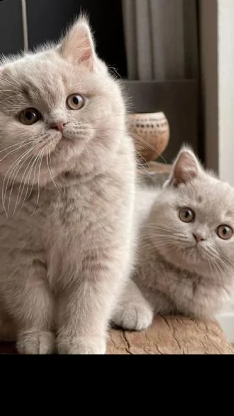 gattino british shorthair adotta