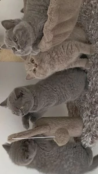 adorabili gattini british shorthair | Foto 1