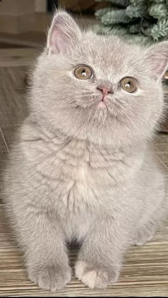 adorabili gattini british shorthair | Foto 0