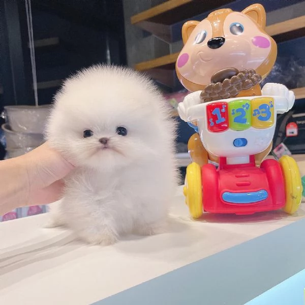 vendo cuccioli di pomerania