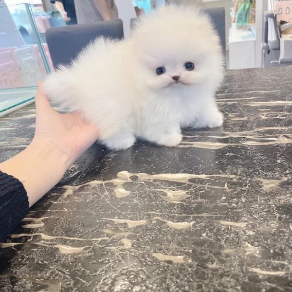 cuccioli di pomerania maschi e femmine