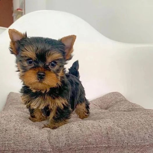 piccola yorkshire terrier cuccioli 