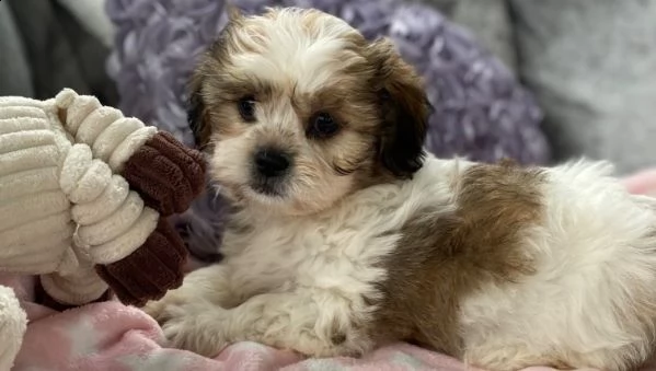 disponibili cuccioli di shihtzu | Foto 0