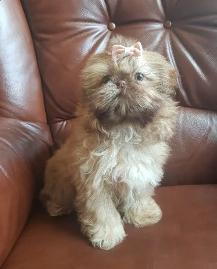 disponibili cuccioli di shihtzu