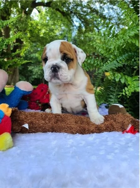 regalo bulldog inglese cuccioli con pedigree