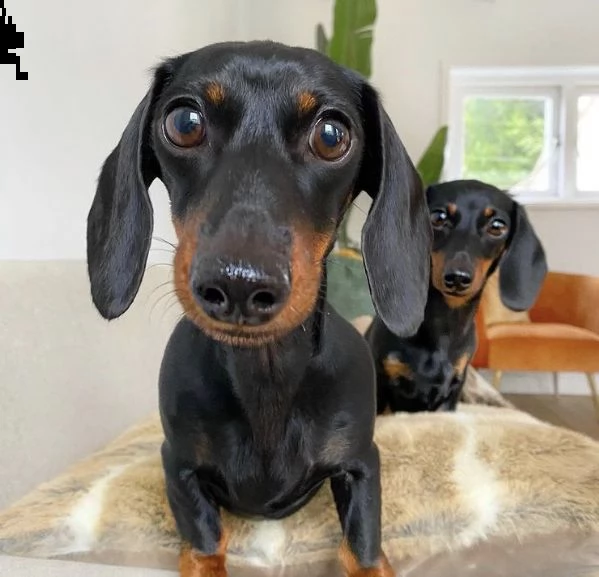 adorabili cuccioli bassotto femminucce e maschietti disponibili